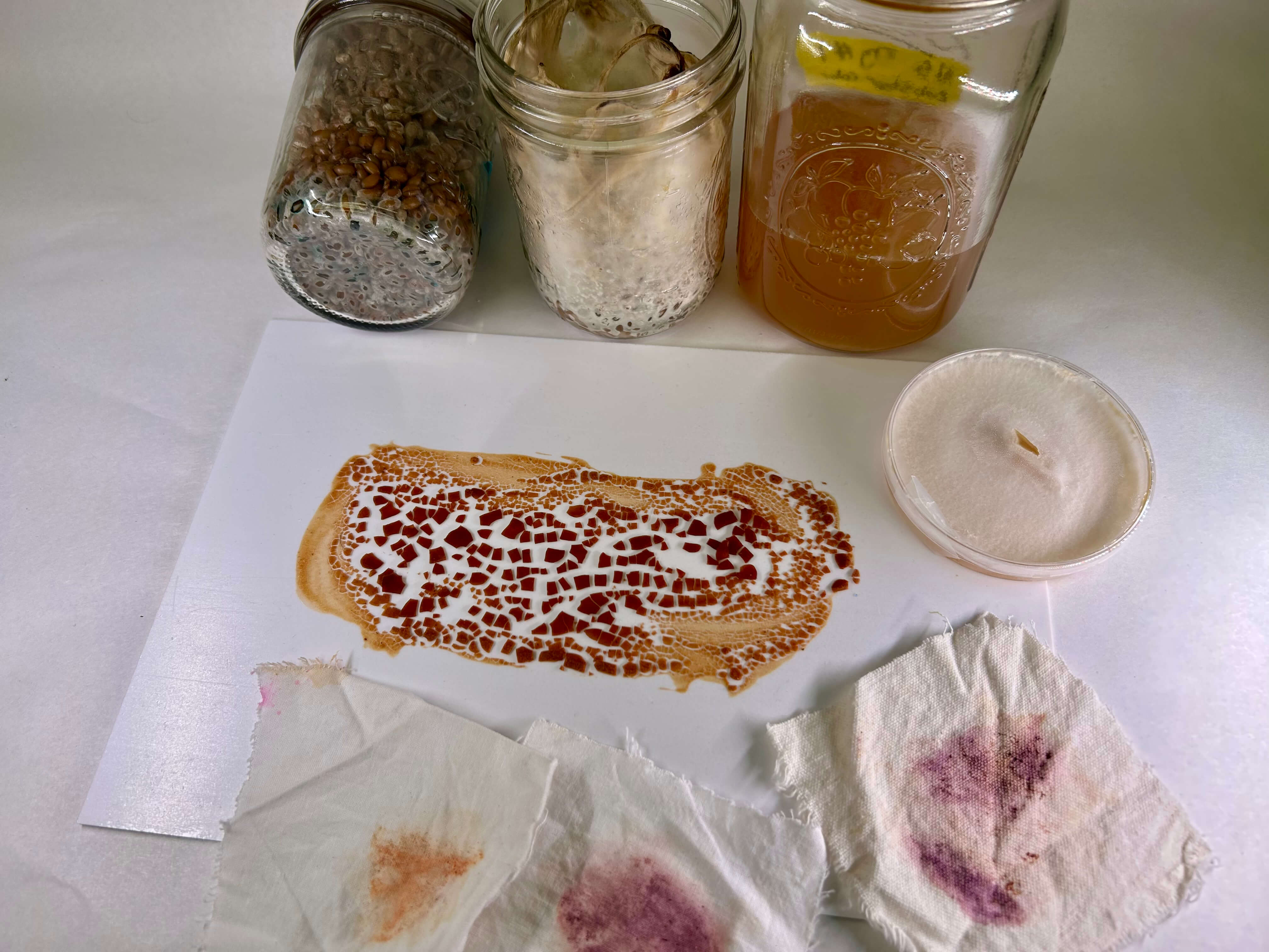 Mushroom pigment experiment