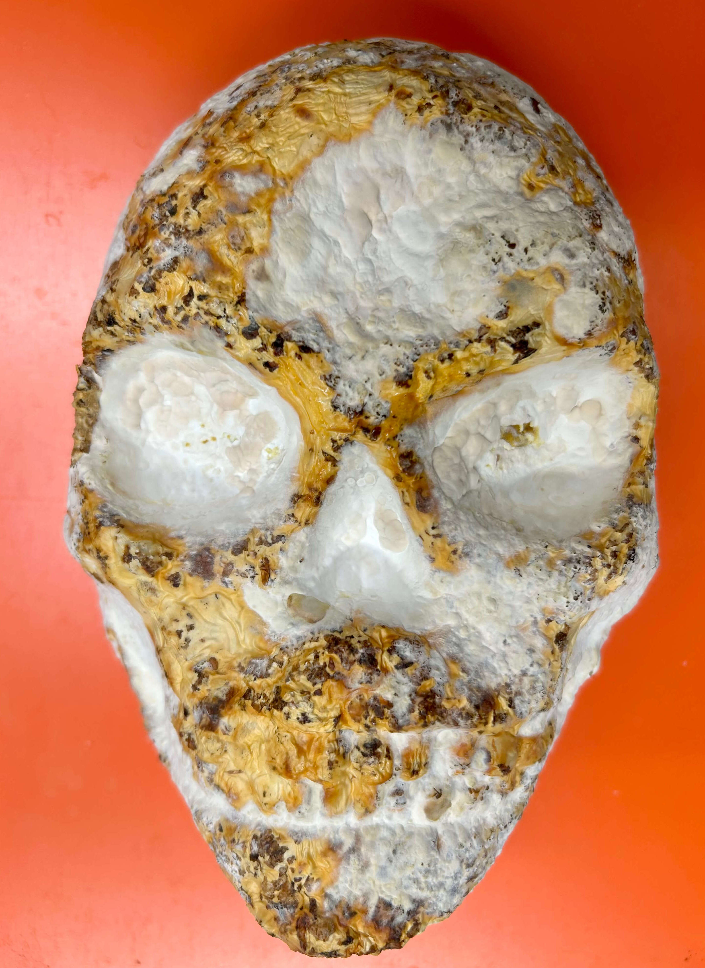 Mycelium skull sculpture